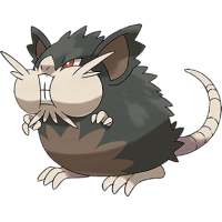 Raticate